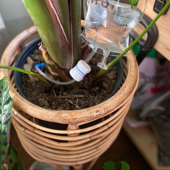 Plant IV - Plant Life Support - Picture 4 of 6